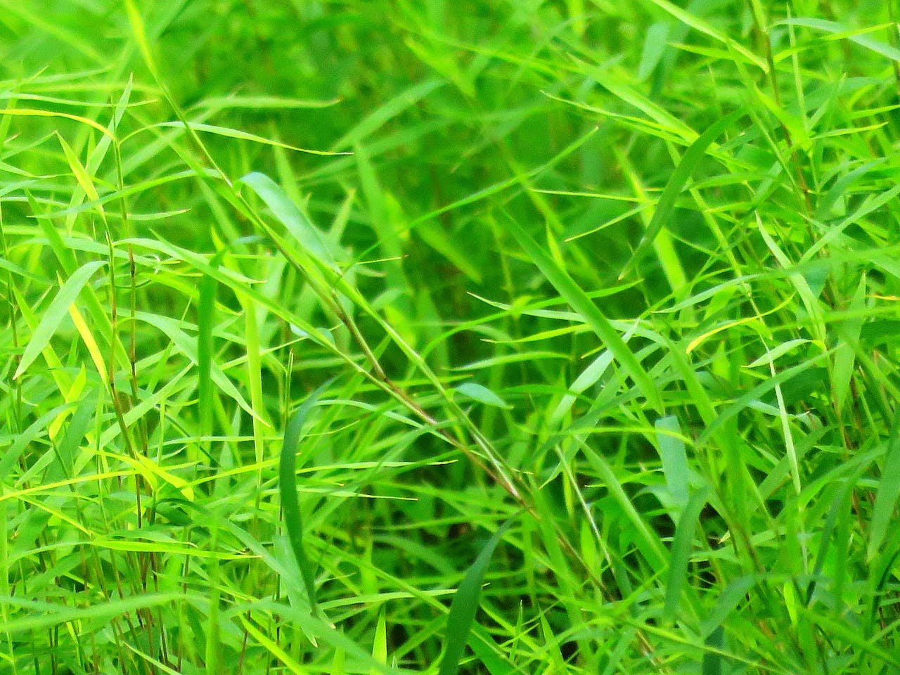 service grass